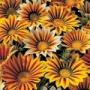 Seminte profesionale Gazania rigens - imagine 48975